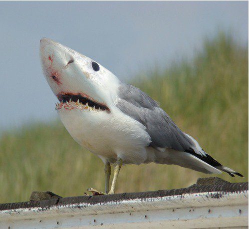 bird shark