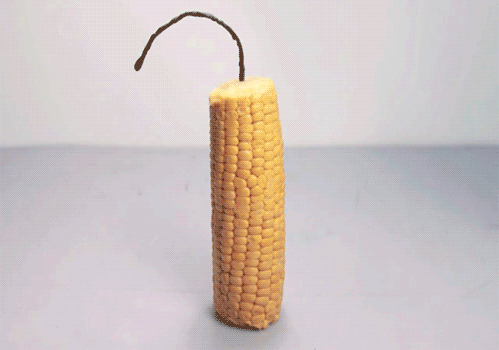 corn