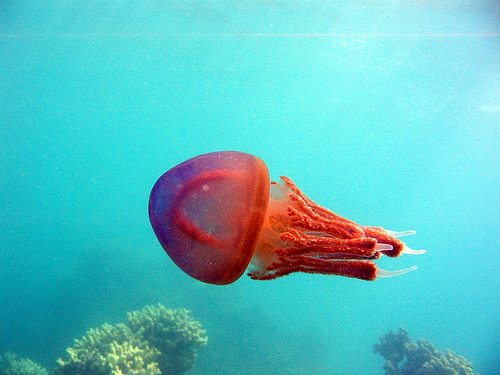 jelly