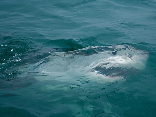 shark water