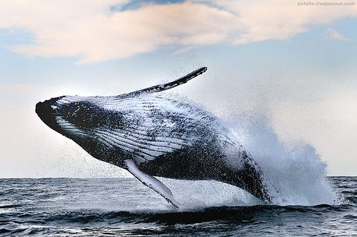 whale