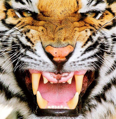 El Tigre