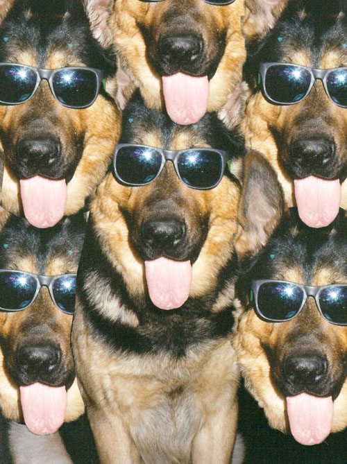 K9