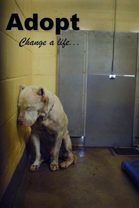 always adopt
