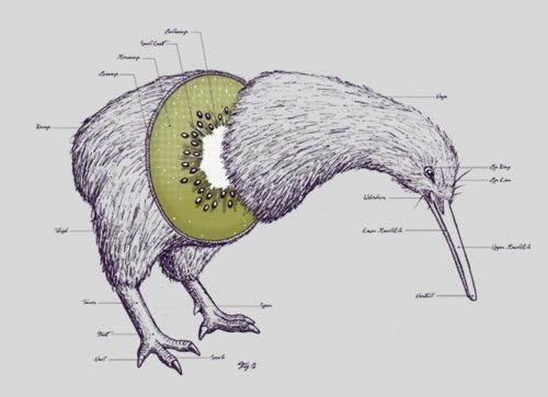 kiwi