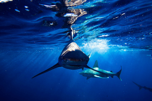 sharks