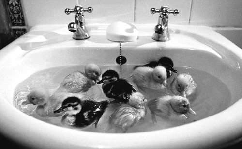 ducks