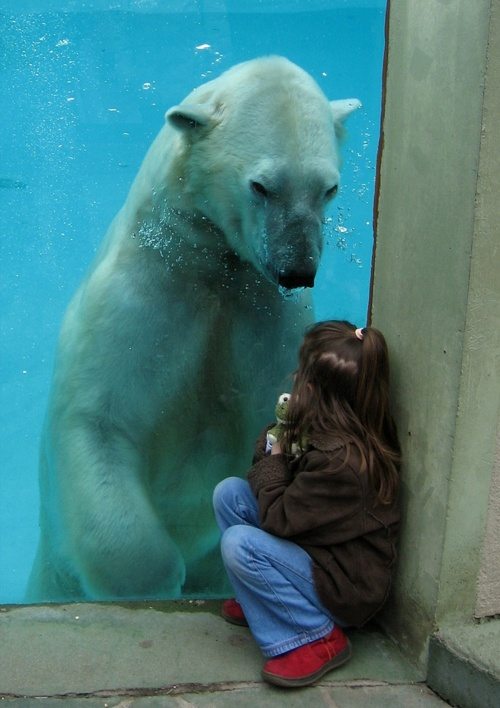 polar polar bear