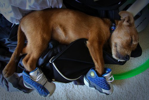 pup with Js pup with Js