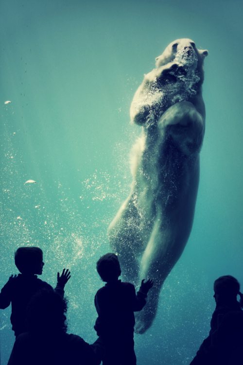 Polar Bear