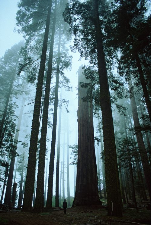 Redwoods