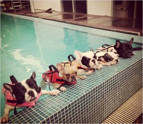 dog pool