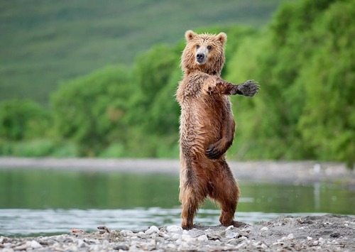 Bears by Nikolai Zinoviev Bears by Nikolai Zinoviev