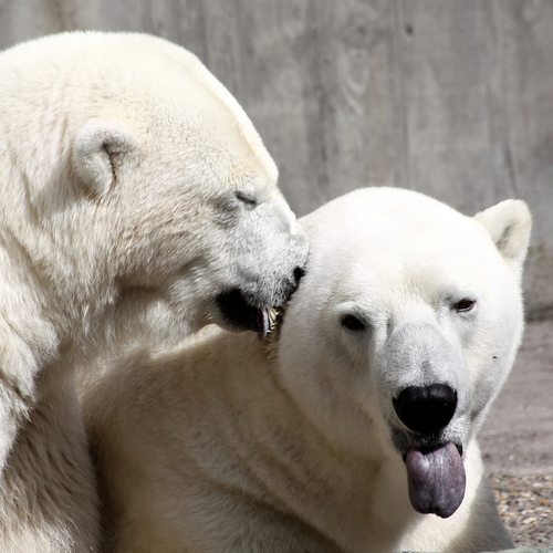 Polar Love