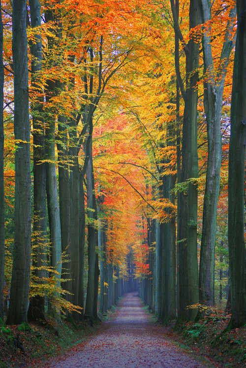 Greens and Yellows