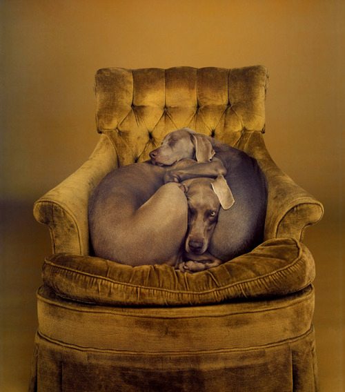 William Wegman
