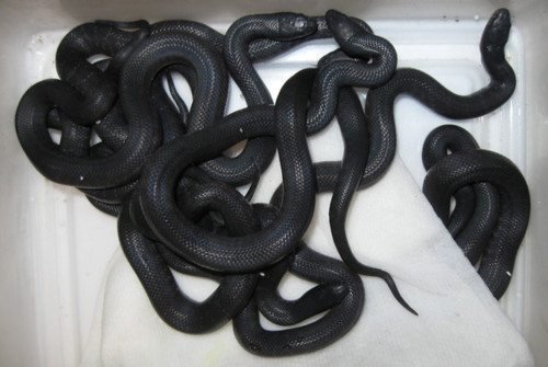 Black Snakes