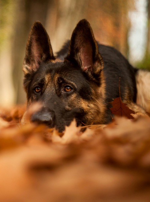 Pup