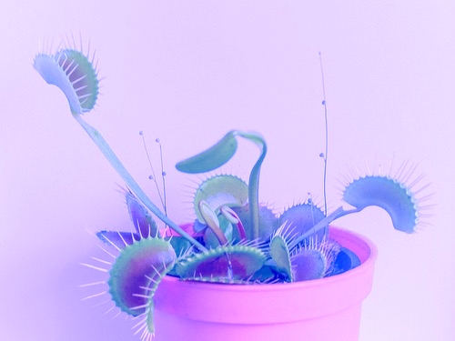 Venus