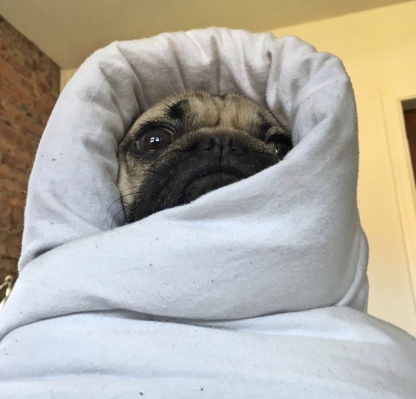 Explode Pug DeadFix » 2020 » April » 11